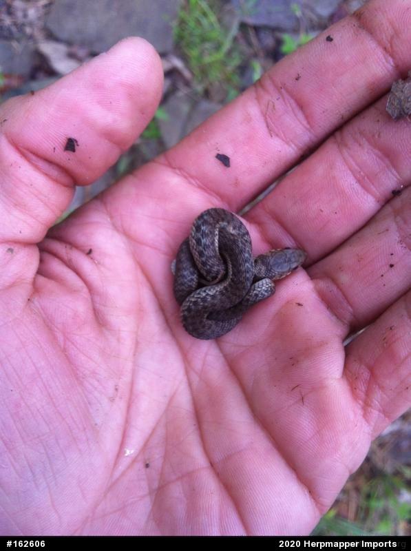 Eastern Gartersnake