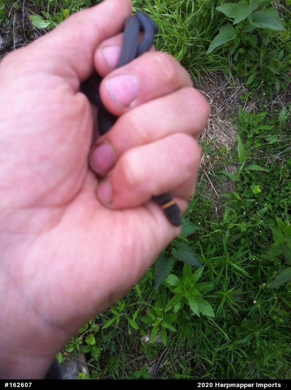 Northern Ring-necked Snake