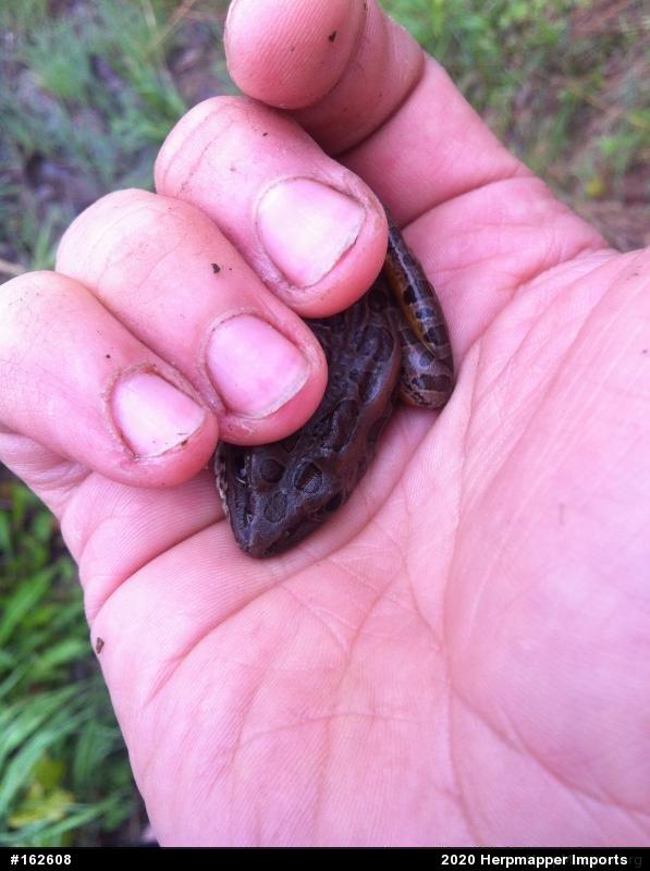 Pickerel Frog