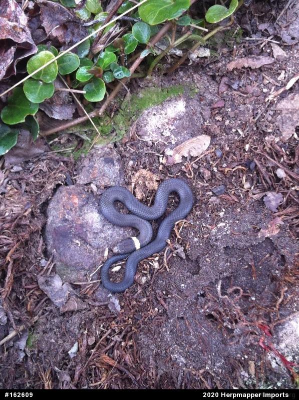 Northern Ring-necked Snake