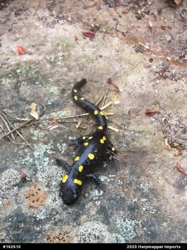 Spotted Salamander