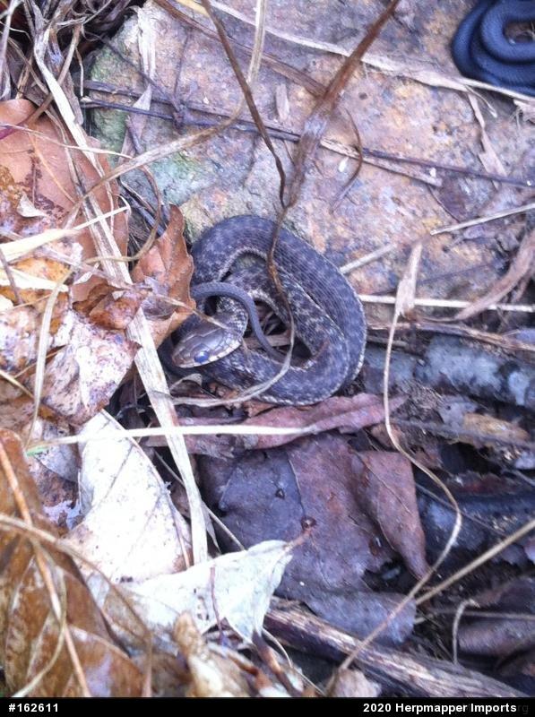 Eastern Gartersnake
