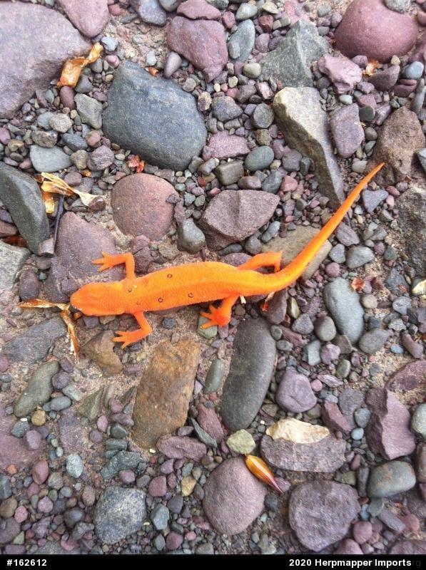 Red-spotted Newt