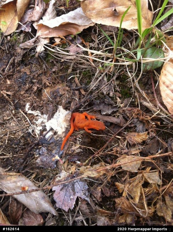 Red-spotted Newt