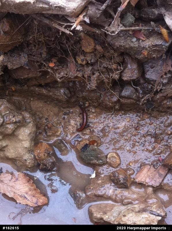 Eastern Red-backed  Salamander