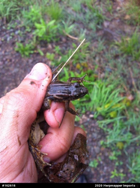 Pickerel Frog