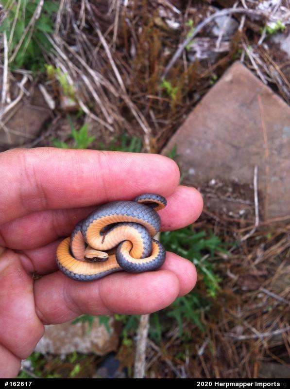 Northern Ring-necked Snake