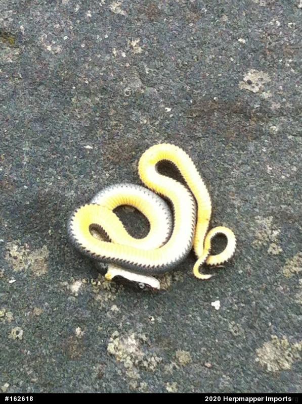 Northern Ring-necked Snake
