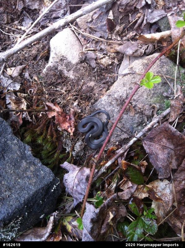 Northern Ring-necked Snake