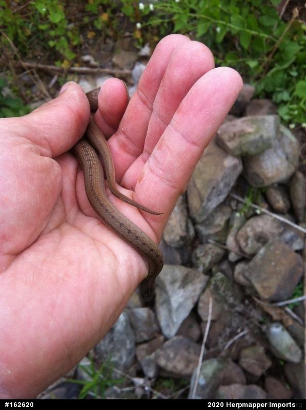 Dekay's Brownsnake