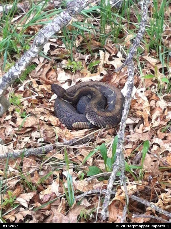 Timber Rattlesnake