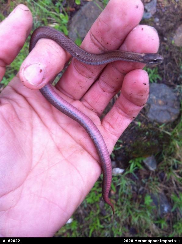 Red-bellied Snake