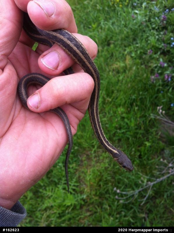 Eastern Gartersnake