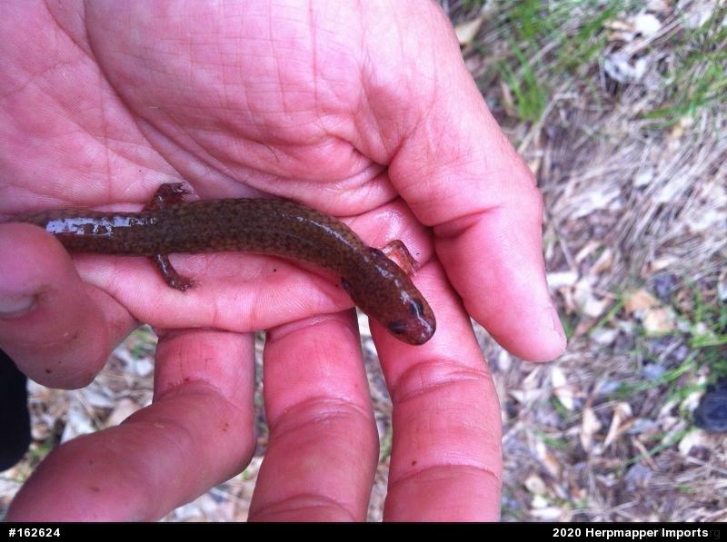 Northern Spring Salamander