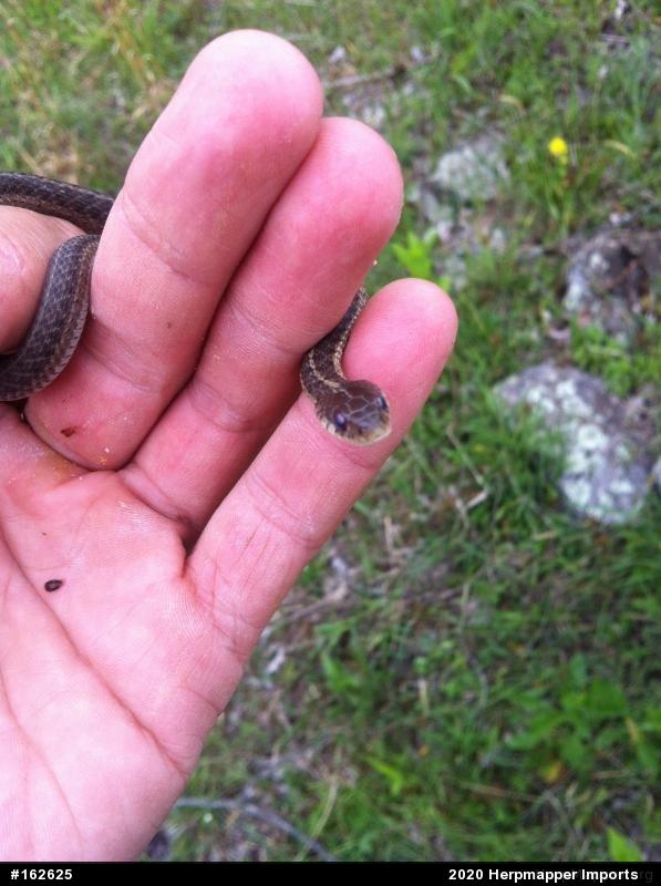 Eastern Gartersnake