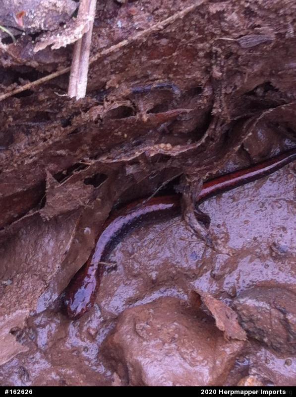 Eastern Red-backed  Salamander