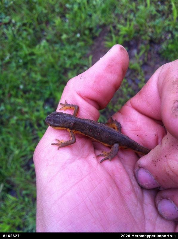 Red-spotted Newt