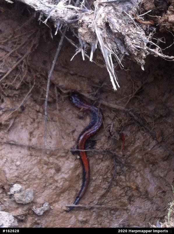 Eastern Red-backed  Salamander