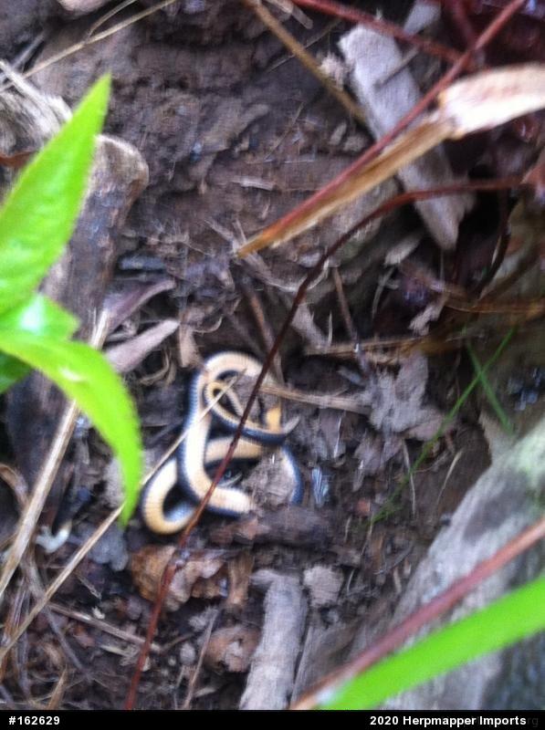 Northern Ring-necked Snake