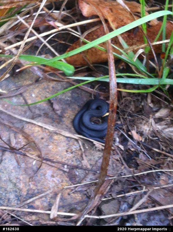 Northern Ring-necked Snake