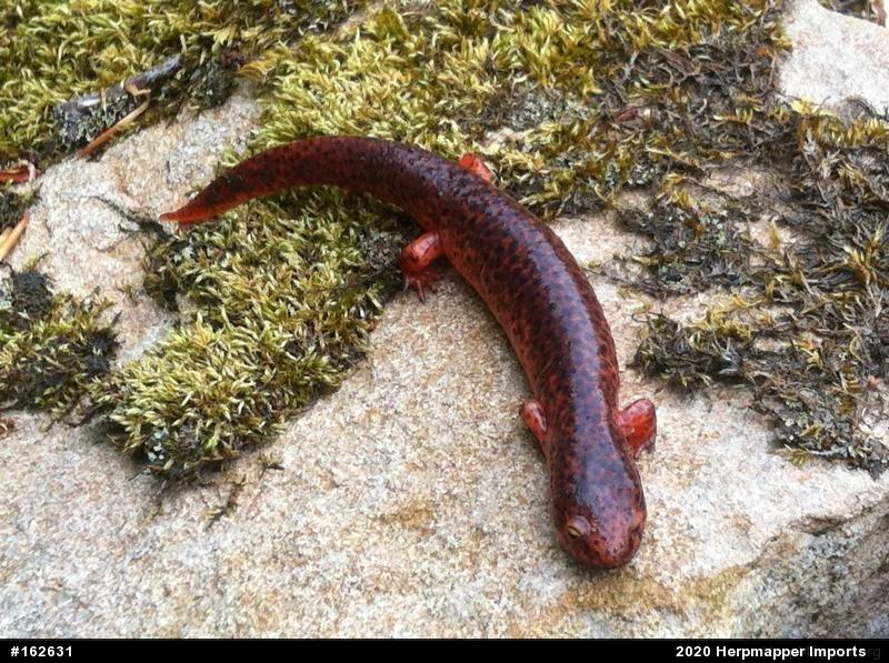 Northern Red Salamander