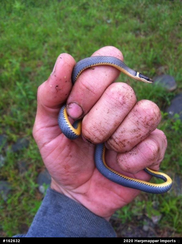 Northern Ring-necked Snake