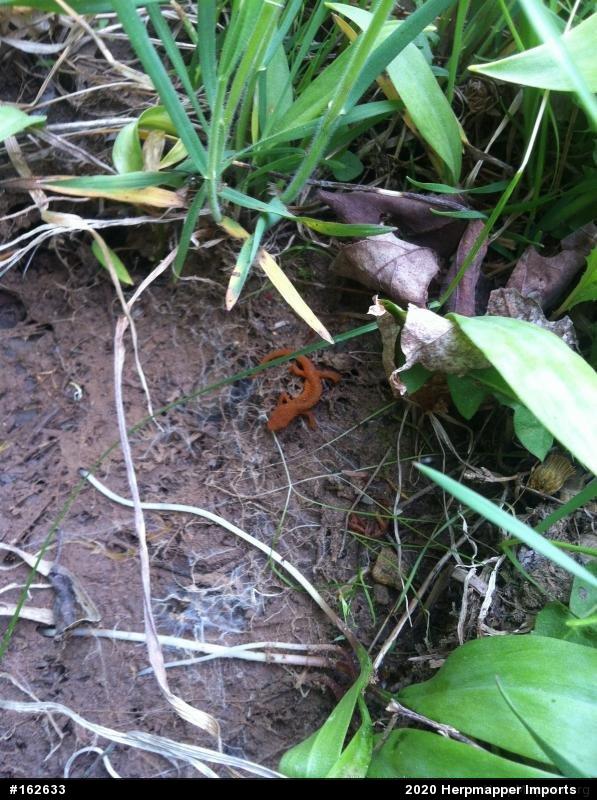 Red-spotted Newt
