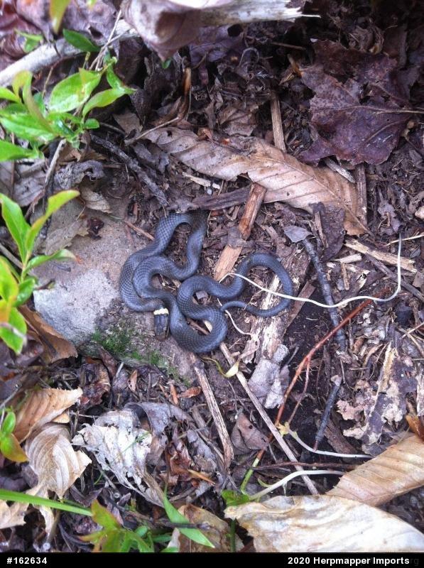Northern Ring-necked Snake