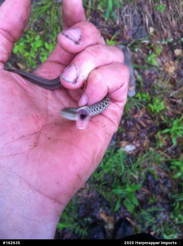 Eastern Gartersnake