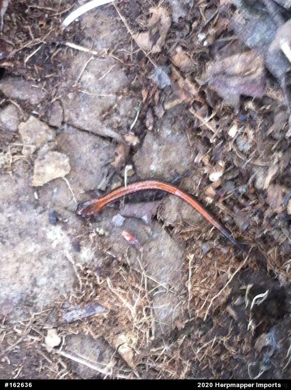 Eastern Red-backed  Salamander