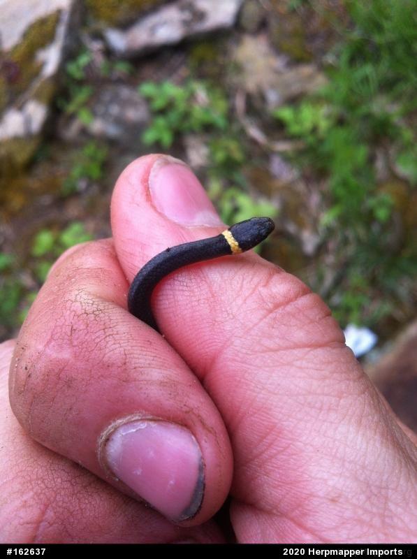 Northern Ring-necked Snake