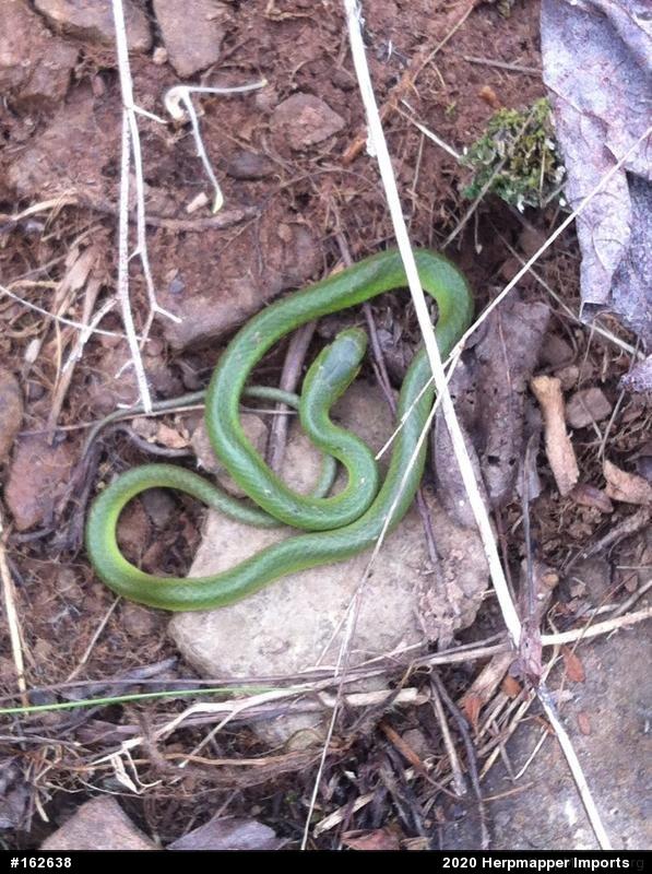 Smooth Greensnake