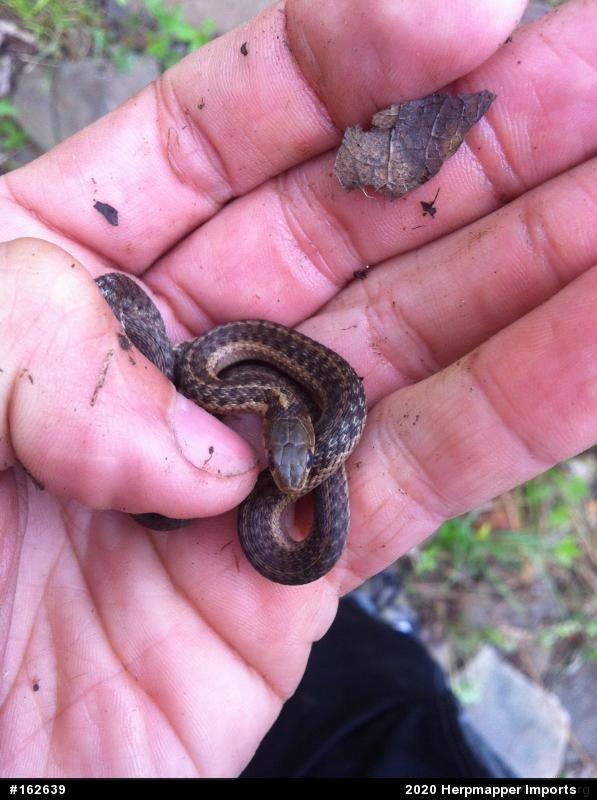 Eastern Gartersnake