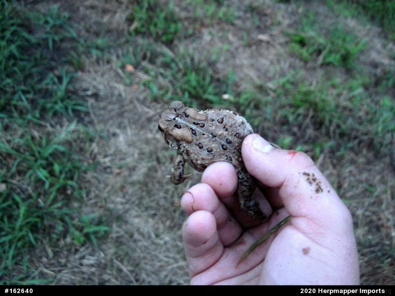 Eastern American Toad