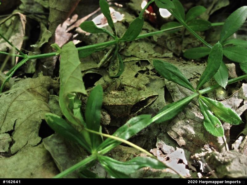 Wood Frog