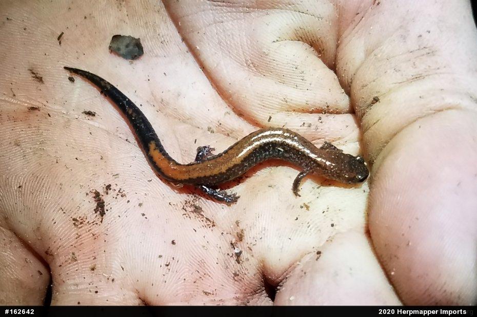 Eastern Red-backed  Salamander