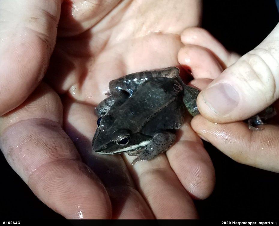 Wood Frog