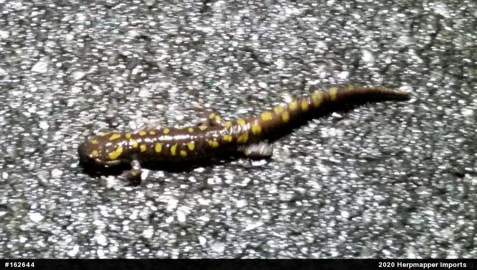 Spotted Salamander