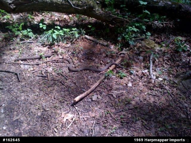 Northern Watersnake