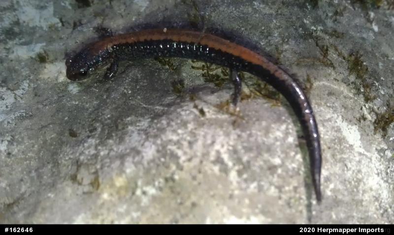 Eastern Red-backed  Salamander