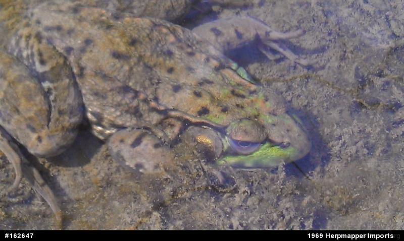 Green Frog