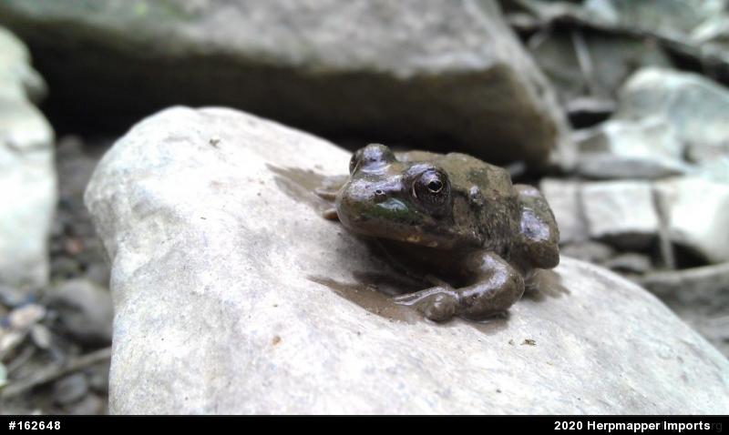 Green Frog