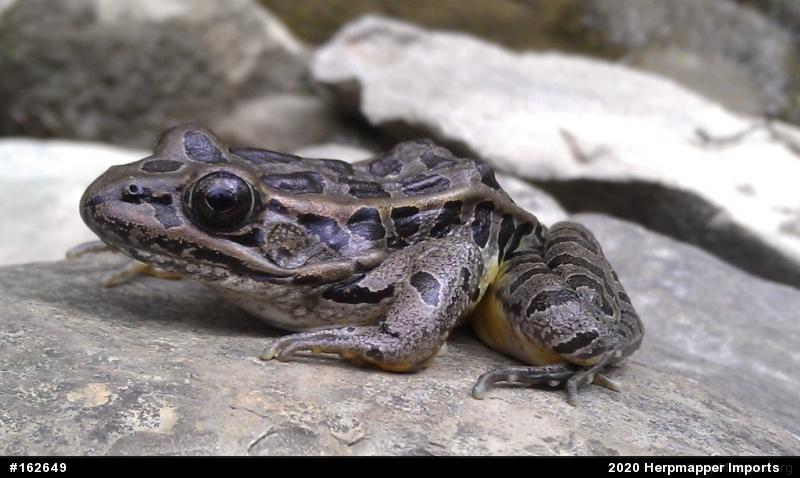 Pickerel Frog