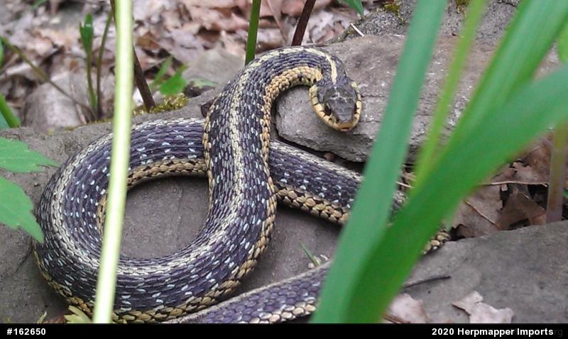 Eastern Gartersnake