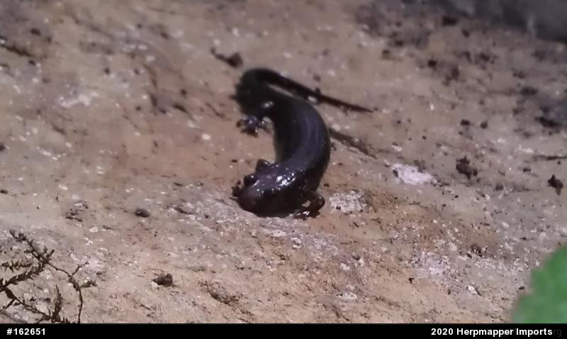 Allegheny Mountain Dusky Salamander