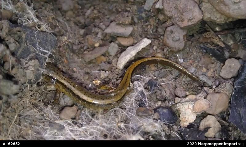 Northern Two-lined Salamander