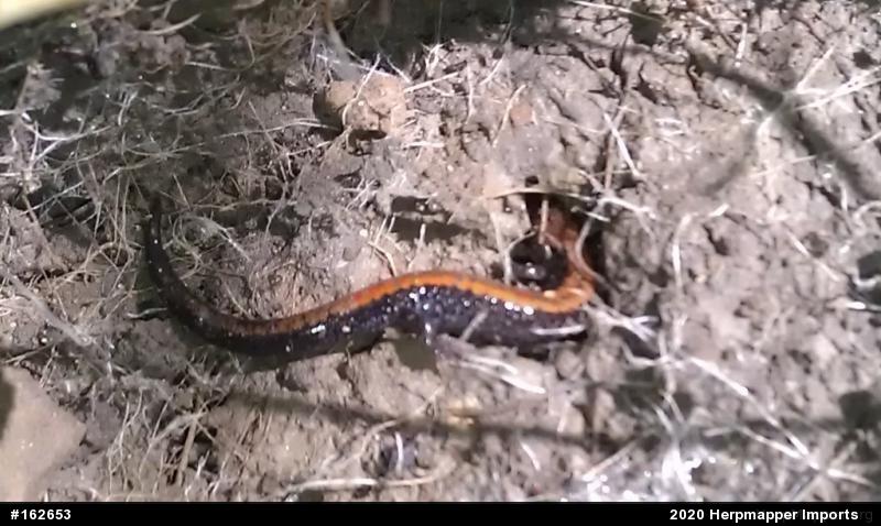 Eastern Red-backed  Salamander