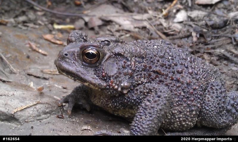 Eastern American Toad