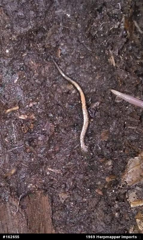 Eastern Red-backed  Salamander