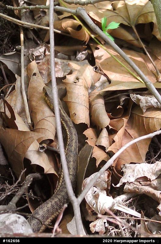 Eastern Gartersnake